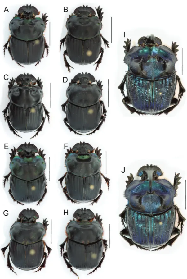 Figure 1. Species of the genus Coprophanaeus reported from Roraima: A - C. abas (male), B - C