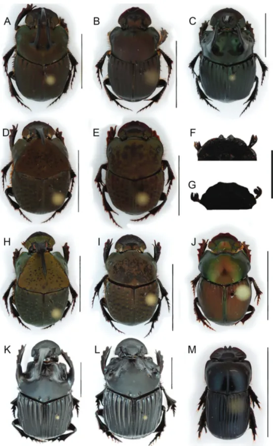 Figure 3. Species of the genera Dendropaemon, Gromphas, Phanaeus and Sulcophanaeus reported from or potentially occurring in Roraima: