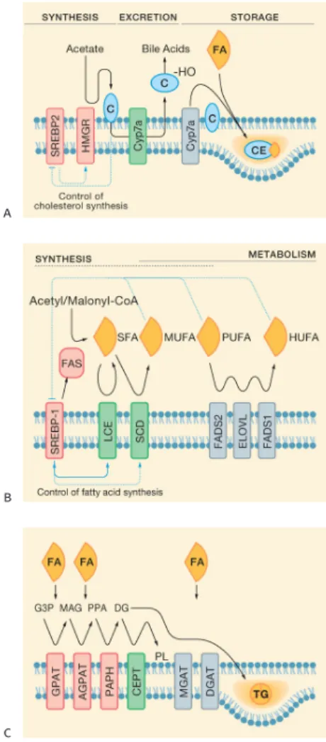 Figure 1. Lipid Metabolism at the Endoplasmic Reticulum The depiction of lipid metabolism at the ER is not intended to be  compre-hensive, but to provide a representation of the key functionalities of the ER in synthesizing, modifying, and exporting lipids