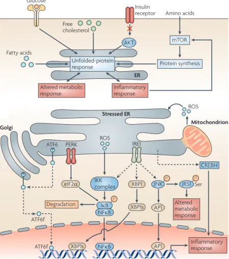 Figure 3 | The unfolded-protein response, nutrient sensing and inflammation.  