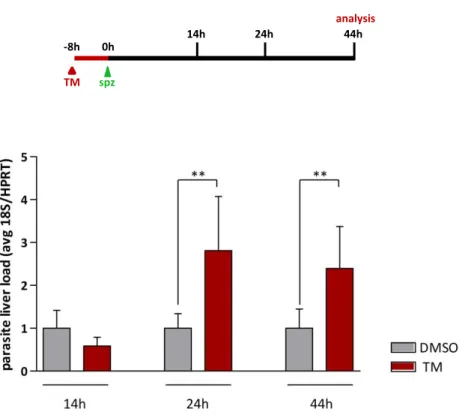 FIGURE  23  |  EEF  number    increase  in  TM  treated  mice  occurs  between  14  and  24  hours  of  infection