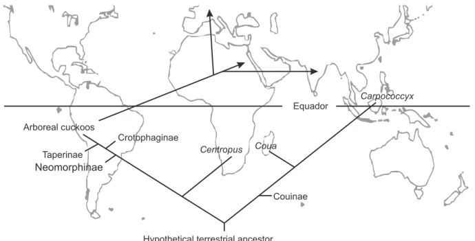 Figure 5. Current distribution of the basal cuckoos resulted from the Gondawanaland fragmentation (vicariance hypothesis)