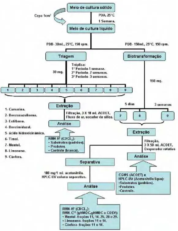 Figura 12. Fluxograma ilustrativo da metodologia.