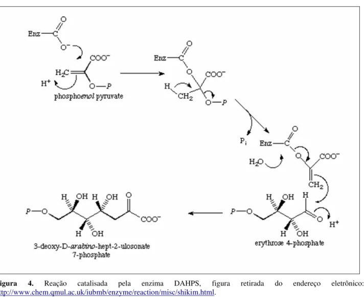 Figura  4.  Reação  catalisada  pela  enzima  DAHPS,  figura  retirada  do  endereço  eletrônico: 