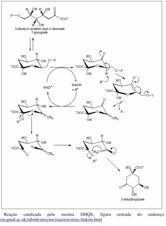 Figura  5.  Reação  catalisada  pela  enzima  DHQS,  figura  retirada  do  endereço  eletrônico: 