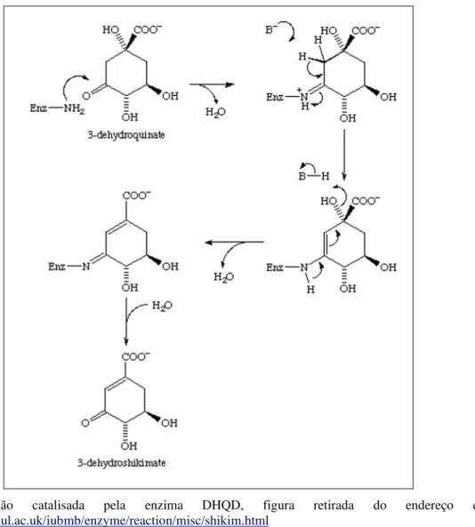 Figura  6.  Reação  catalisada  pela  enzima  DHQD,  figura  retirada  do  endereço  eletrônico: 