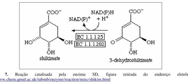 Figura  7.  Reação  catalisada  pela  enzima  SD,  figura  retirada  do  endereço  eletrônico: 