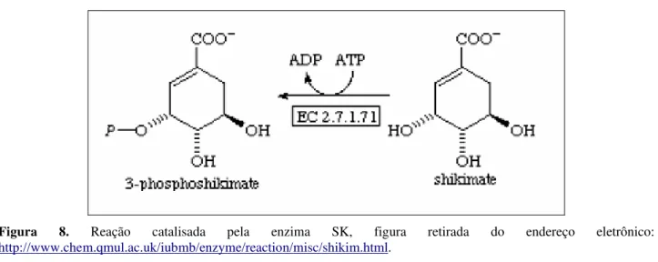 Figura  8.  Reação  catalisada  pela  enzima  SK,  figura  retirada  do  endereço  eletrônico: 