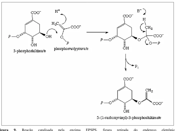 Figura  9.  Reação  catalisada  pela  enzima  EPSPS,  figura  retirada  do  endereço  eletrônico: 