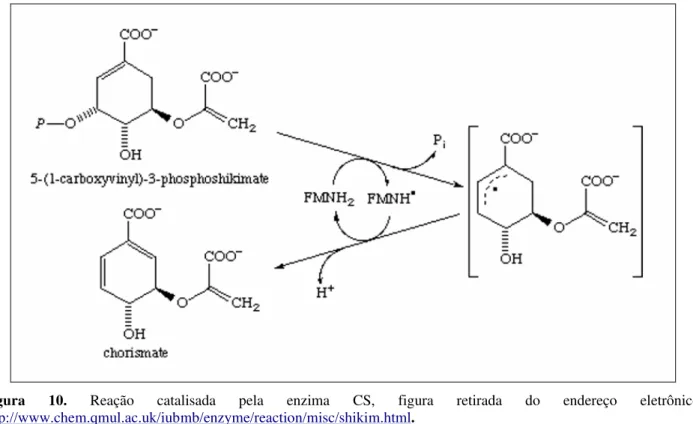 Figura  10.  Reação  catalisada  pela  enzima  CS,  figura  retirada  do  endereço  eletrônico: 
