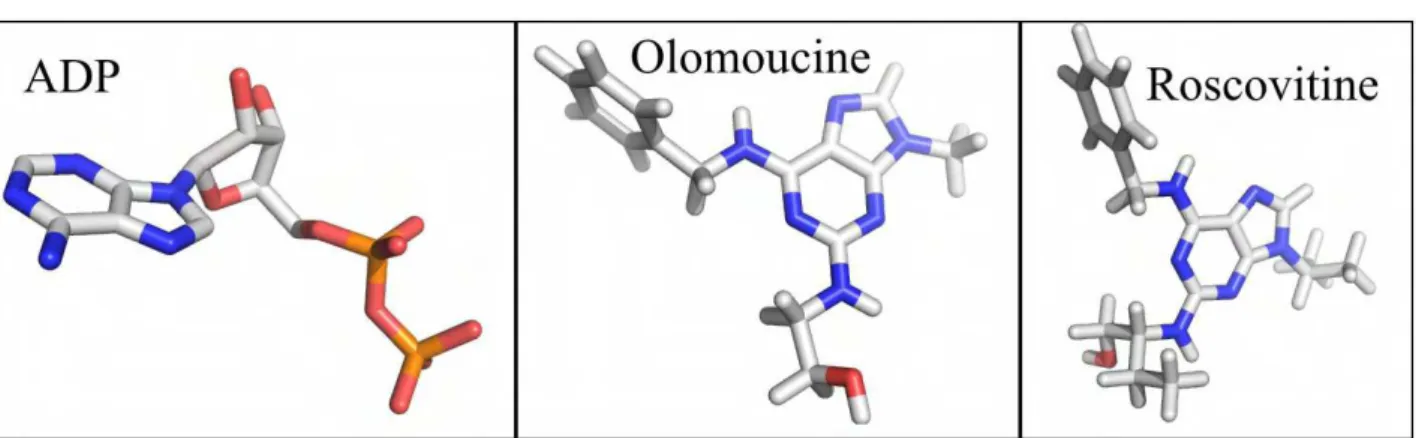 Figura  13. Estrutura  molecular  dos  ligantes ADP,  Olomoucine e  Roscovitine.  As coordenadas atômicas  dos  ligantes  foram obtidas no PDB.