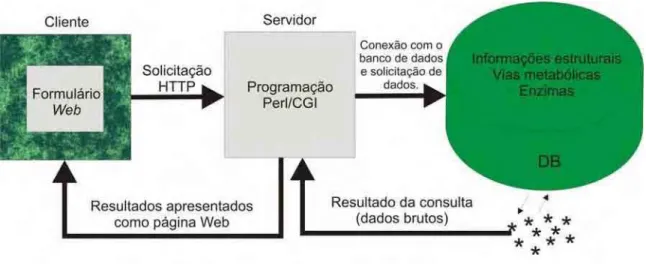 Figura 11. Diagrama esquemático de como a programação CGI interage com o banco de dados de M