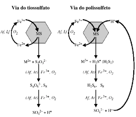 Figura 1: Esquema do mecanismo do tiossulfato e do polissulfeto na biolixiviação dos sulfetos  metálicos