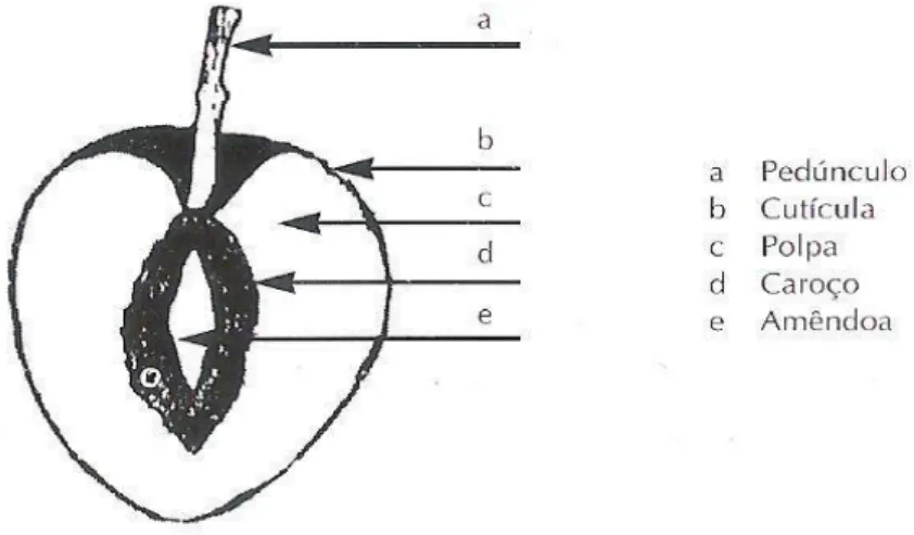 Figura 1.  Corte transversal de uma azeitona com as suas partes constituintes  (Fonte: Luchetti, 2002) 