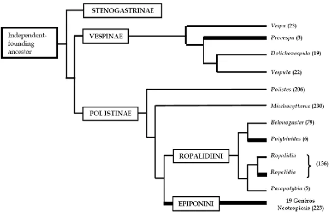 Figura 1. Cladograma dos Vespidae eussociais (modificado de Jeanne, 2003 ;  Carpenter, 1991, 2004) mostrando fundadores independentes (linha fina), e vespas  enxameadoras (linha grossa), entre parênteses o número de espécies (Mateus,  2005)