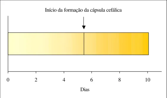 Figura 5. Desenvolvimento embrionário de  Homalinotus coriaceus. (T. 25+2° C, UR  70+10% e fotofase de 12 h.)