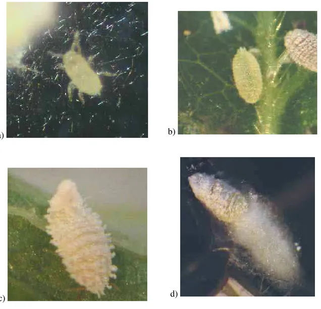 Figura 1. Paracoccus marginatus fêmea: a) 1 o  instar; b) 2 o  instar; c) 3 o  instar; d) fêmea adulta