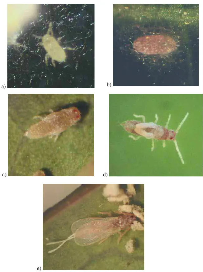Figura 2. Paracoccus marginatus macho: a) 1 o  instar; b) 2 o  instar; c) 3 o  instar; d) 4 o  instar; e)  macho adulto