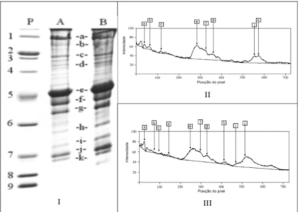 FIG. 3. I.  Eletroforetograma em gel SDS-PAGE das amostras de proteínas miofibrilares de tilápia-do-nilo: P- padrões BIO RAD (1- miosina (200 kDa); 2- b-galactosidade (116,25 kDa);