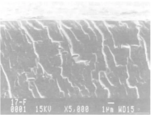FIG. 5. Micrografia da fratura do biofilme contendo 70% de glicerol, vista com ampliação de 5.000x.