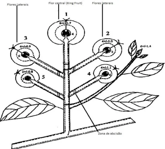 Figura  4  -  Esquema  de  um  corimbo  de  frutos  com  as  zonas  de  abcisão  e  disposição  das  flores  laterais  e  central (adaptado de Tromp, et al., 2005)
