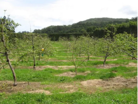 Figura 7 - Imagem real do campo com as sebes na bordadura e o coberto vegetal natural na entre-linha