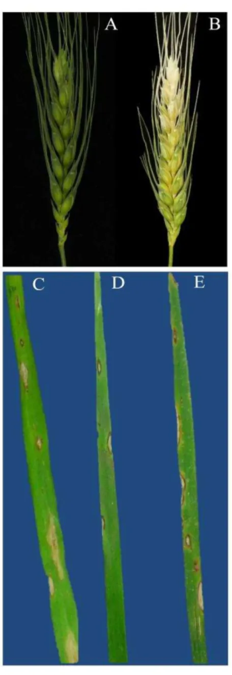 Figura 1 - Espiga assintomática não inoculada (A), brusone em espiga de trigo (B) e lesões  foliares  em  trigo  cv