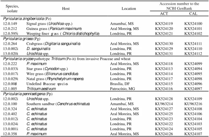 Table 1. Isolates and their respective Pyricularia species obtained from grass plants invasive to wheat fie l ds   in 2012 and 2013, as  well as their accession number for the actin (ACT) and calmodulin (CAL) gene sequences deposited at the NCBI GenBank.
