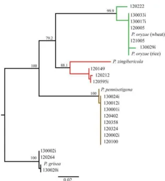 Figure  1.  Reconstruction  of  the  phylogenetic  relationship  among four species of the Pyricularia genus, based  on  sequences  of  the  actin  (ACT)  and  calmodulin  (CAL)  genes  concatenated