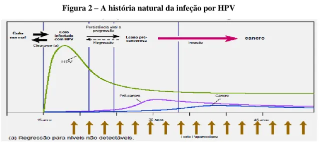 Figura 2 – A história natural da infeção por HPV 