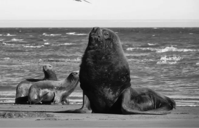 Figure 3.3. South American sea lions (Otaria flavescens), females and male. Animals pho- pho-tographed by Raimundo Lucas Bustos at Rio Negro province, Northern Patagonia,  Ar-gentina
