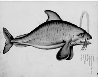 Figure 2 – “Balaena  vera”, the true or real  whale (a specie from the  Misticeti or baleen  wha-les)