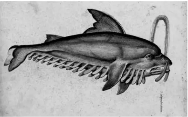 Figure 4 – “Scolopendra  cetacea”, a non  iden-tified cetacean. From  the Tavole di  ani-mali, Tavole vol