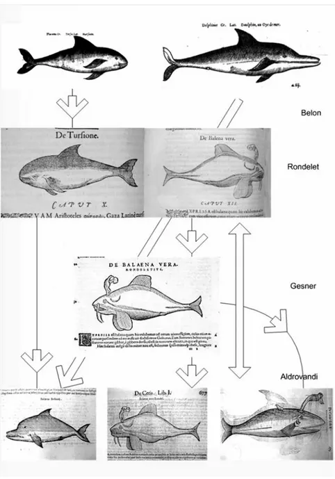 Figure 8 – Schematic representation showing the evolution of the illustration of cetaceans from  Belon to Rondelet, from Gesner and to Aldrovandi, where the repetition or copy prevailed.