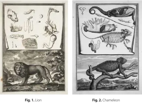 Fig. 1. Lion  Fig. 2. Chameleon 