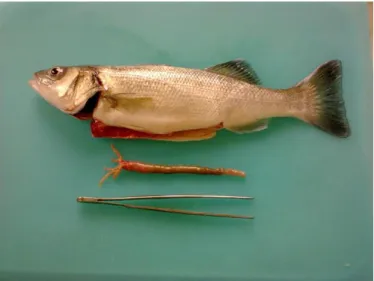 Fig 6: Collecting the sea bass intestine for determination of enzymatic activity.