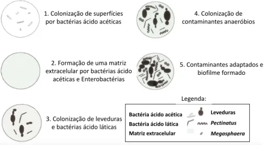 Figura 2.11 Desenvolvimento de biofilmes na cerveja (Adaptado de  30 ). 