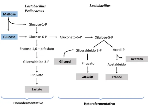 Figura 2.12 Metabolismo homo e heterofermentativo de LAB (Adaptado de  14 ).  