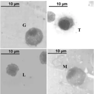 Figure  2. Exudate cells of Oreochromis  niloticus fed  supplemented diet with propolis and  Aloe  (1:1) in different  concentrations