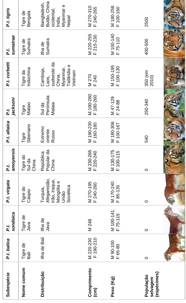 Tabela 1 Características e alguns parâmetros das nove subespécies de tigre. O peso e comprimento são correspondentes a machos (M) e fêmeas (F)