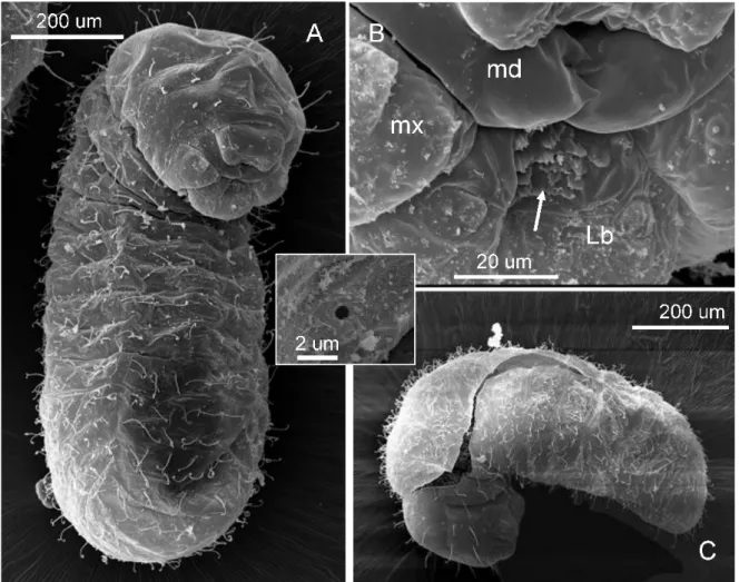 Figure 3. Third instar larva of Solenopsis saevissima. A. Full larva in frontal view. B