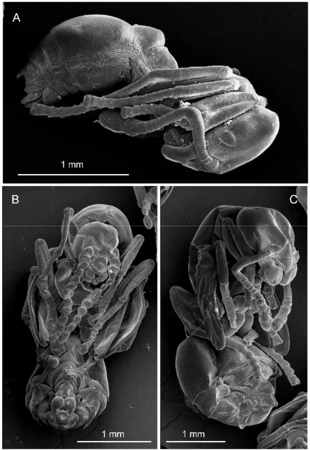 Figura 7. Pupae of major worker (A), male (B), and gyne (C) of Solenopsis saevissima. 