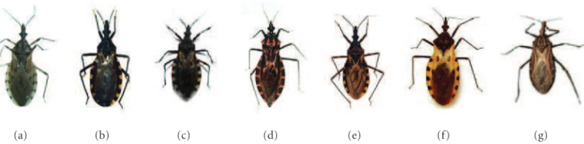 Figure 1: Some of Triatominae insects from the Reduviidae family, which are epidemiologically more significant as potential vectors: (a) Triatoma sordida; (b) Triatoma infestans; (c) Triatoma pseudomaculata; (d) Panstrongylus megistus; (e) Triatoma brasili