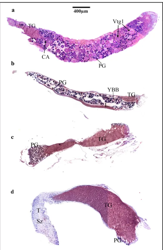 Figure 3. (a) Longitudinal section through an entire ova-producing gonad of a spawning capable I phase Gramma brasiliensis