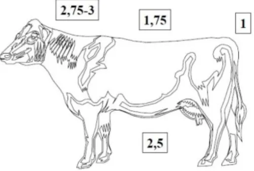Figura 3 - Imagem representativa da sensibilidade à tuberculina registada nas diferentes zonas da  pele dos bovinos (Fonte: Boinas, 2006)
