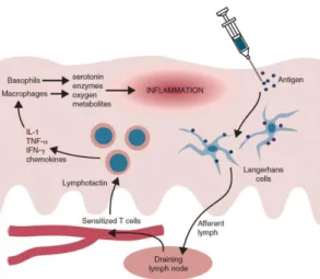 Figura 6  - Esquematização das reações imunológicas que ocorrem após a injeção das  tuberculinas (Fonte: Tizard, 2013)