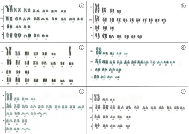 Figure 1. Karyotype of the Astyanax aff. paranae, Andirá stream: (a) specimens with 2n=48 chromosomes and (b) specimens  with 2n=50 chormosomes; (c) Astyanax aff