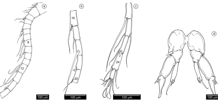 Figure 1. Leptodiaptomus dodsoni. Adult female from Aguascalientes, Mexico. a) antennule segments 1-15; b) antennule segments 16-20; c) antennule seg- seg-ments 21-25; d) fifth leg.