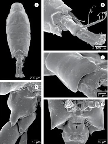 Figure  5.  Leptodiaptomus  dodsoni. Adult  female  from Aguascalientes,  Mexico, SEM photographs