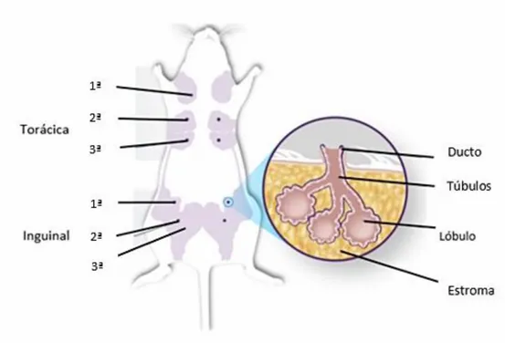 Figura  3.  Representação esquemática  da  localização  anatómica  das glândula s mamárias  no rato  fêmea   (Adaptado  de:   http://aegiscreative.com/blog/creating-laboratory-models-help-us-understand-breast-cancer/) 
